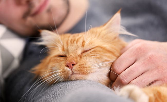 cuddly red kitty