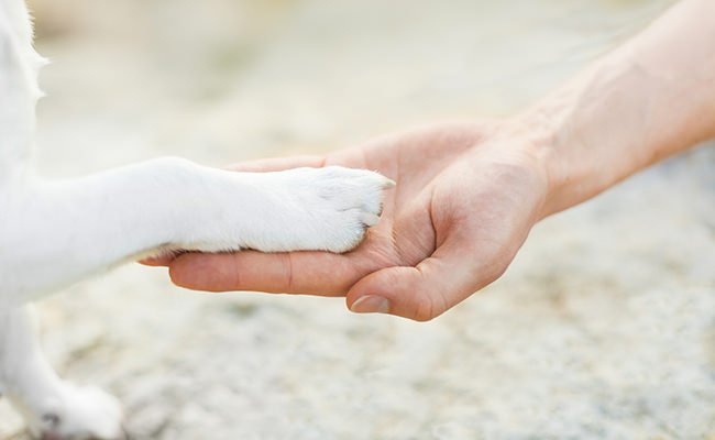 paw handshake